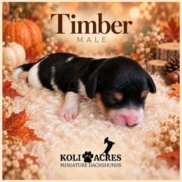 Timber - Black Piebald - Piebald male Dachshund puppy in Kemp, Texas from Koli Acres