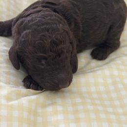 Grover - Brown male Poodle puppy in Thornton, Colorado from Shandy Poodle