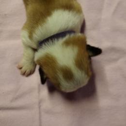Triple clear, OFA parents, purple - Red female Pembroke Welsh Corgi puppy in Harpursville, New York from Rex Farm Corgis