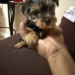 Orange boy - Black and tan male Yorkshire Terrier puppy in Pomona, California from Lunio's Yorkies