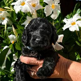 Light blue collar girl - Black female Goldendoodle puppy in Fairfield, California from Twin Sisters Doodles