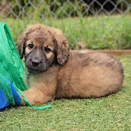Eleanor - Sable female Saint Berdoodle puppy in Battle Ground, Washington from Mad Hatter Farms Saint Berdoodles