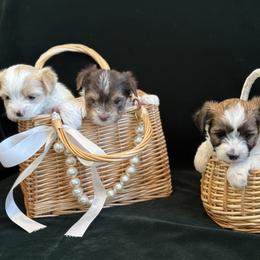 Biewer Terrier puppies from Olena Niemchynova