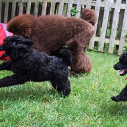 Poodle Puppies from Piccolo's Poodles