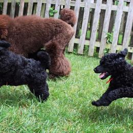 Poodle Puppies from Piccolo's Poodles