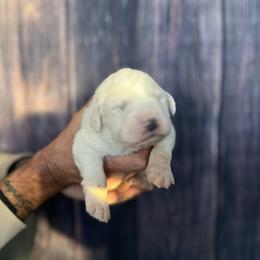 Great Pyrenees puppies from Outlaw Acres Farm & Kennels
