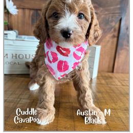 Austin - Red male Cavapoo puppy in Fort Lupton, Colorado from Puppy Paws Colorado