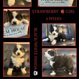 Strawberry Girl - Panda female German Shepherd puppy in Apache Junction, Arizona from CS Vista Farms