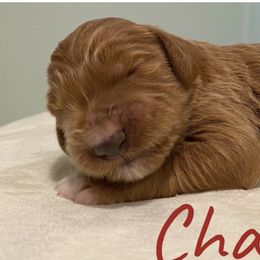 Boy 2 - Goldendoodle puppy in Georgia from Four Gables Doodles