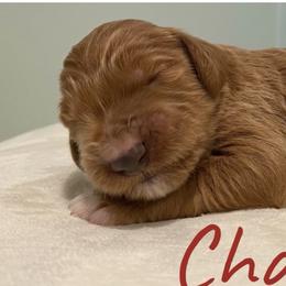 Boy 2 - Goldendoodle puppy in Georgia from Four Gables Doodles