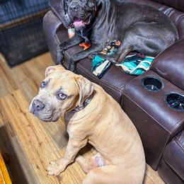 Cane Corso Puppies from Catawba Cane Corso