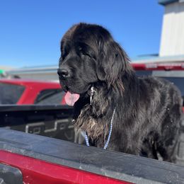 zeus - Newfoundland