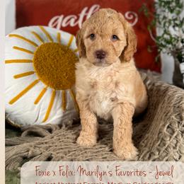 Jewel - Cream female Goldendoodle puppy in Waterford, Michigan from Oh My Doodness!