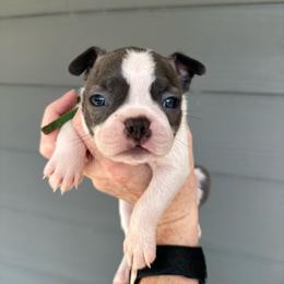 Cheerio - Blue male Boston Terrier puppy in Rock Hill, South Carolina from Brave Little Bostons in South Carolina