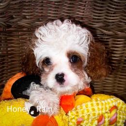 Rain - Blenheim male Cavapoo puppy in Maple Grove, Minnesota from Honey Bit Kennels