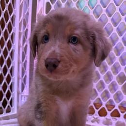 Spiderman - Red merle male Australian Shepherd puppy in East Hartford, Connecticut from CT Aussies