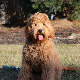 Patches - Australian Labradoodle