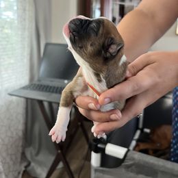 Boxer Puppies from Amy's Boxers