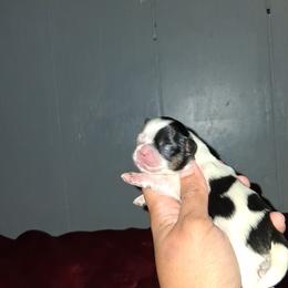Girl 1 - Black and white female Shih Tzu puppy in Birmingham, Alabama from K&D kennels