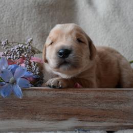 Crush - Golden Retriever puppy in Castle Pines, Colorado from Graciegold Retrievers