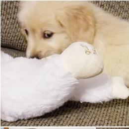 Golden Retriever Puppies from Engler Goldens