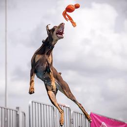 Doberman Pinschers from Ledgewind Kennel