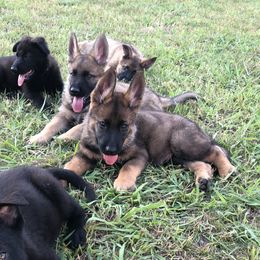 German Shepherd Puppies from Guamany K9 Vomhaus