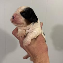 Andy - Tri-color female Cavalier King Charles Spaniel puppy in Walterboro, South Carolina from Puddlejumpers