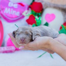 Rexx - Dapple male Dachshund puppy in Fort Myers, Florida from Blossom Paws
