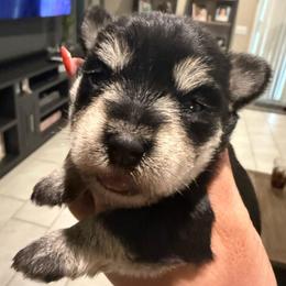 Girl 1 - Black and silver female Miniature Schnauzer puppy in Avondale, Arizona from Campos Schnauzers