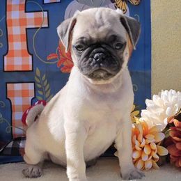 Fawn Boy (blue toe) - Fawn male Pug puppy in Tulsa, Oklahoma from Locust Creek Pugs