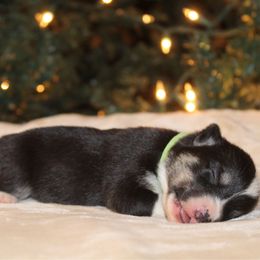 Finley - Black and tan male Pembroke Welsh Corgi puppy in Leonard, Texas from Southern Rose Corgis