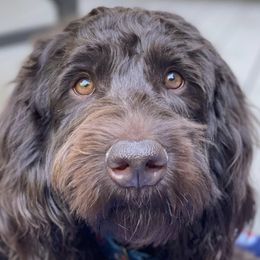 Australian Labradoodles from Glacier Peak Labradoodles
