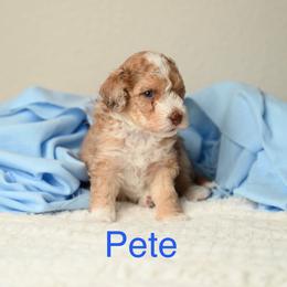 Piccolo Pete - Red merle male Aussiedoodle puppy in Lincoln, California from Frenchie LOVE and Doodles