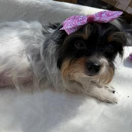 Ivy - Yorkshire Terrier