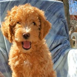 Aussiedoodle Puppies from Color Country Doodles