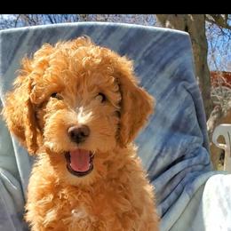 Aussiedoodle Puppies from Color Country Doodles