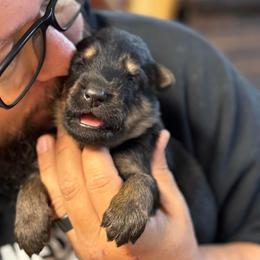 Willow - Black and tan female German Shepherd puppy in Barnhart, Missouri from Combat Creek German Shepherds