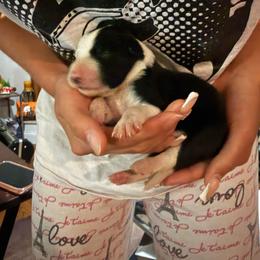 Black and white female 2 - Black and white female Border Collie puppy in Jackson, New Jersey from NJ Bees BC