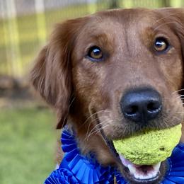 Jada - Golden Retriever