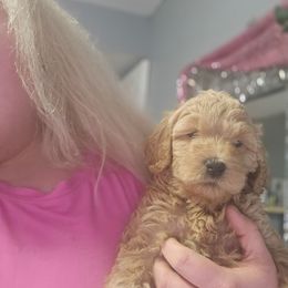 Mickey - Cream male Goldendoodle puppy in Pleasant Hill, Iowa from Courtney Nicole's Mal Shihs & Goldendoodles