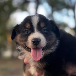 Rocky AKC - Black tri-color male Australian Shepherd puppy in Orlando, Florida from Skaky Shepherds