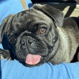 Coco - Pug