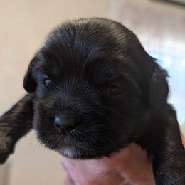 Landon - Black male Lhasa Apso puppy in Fort Worth, Texas from Cynthia's Lhasa Apsos