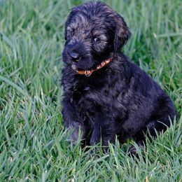 Giant Schnauzer Puppies from Schnauzer Ranch