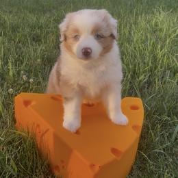 Muenster - Red merle female Miniature American Shepherd puppy in Theresa, Wisconsin from Rhythmic Beat’s