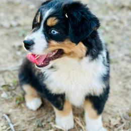 Georgie - Black tri female Miniature Australian Shepherd puppy in Luling, Texas from Little Wood Toy and Mini Aussies