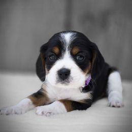 Bitsy - Black and white female Companion Cross puppy in Preston, Maryland from Katie's Pups