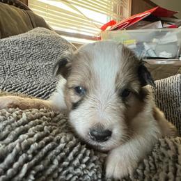 M and M - Sable merle and white male Shetland Sheepdog puppy in Kerville, Texas from Cedar Hill Kennels