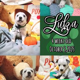 Luka - Blue mottled male Australian Cattle Dog puppy in Fife Lake, Michigan from Kurczak Farm LLC